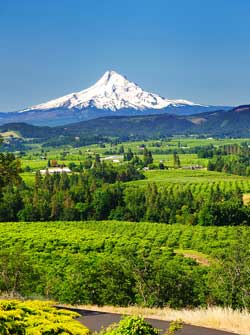 Mount Hood from Willamette Valley